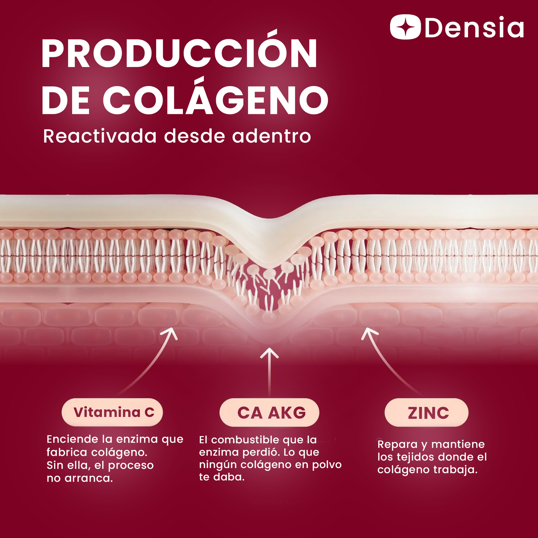 Densia® CA AKG BIOTINA MSM